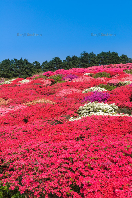 長串山公園 春には山一帯に10万本のツツジが咲き乱れる 九十九島八景のひとつ ピクスポット 絶景 風景写真 撮影スポット 撮影ガイド カメラの使い方