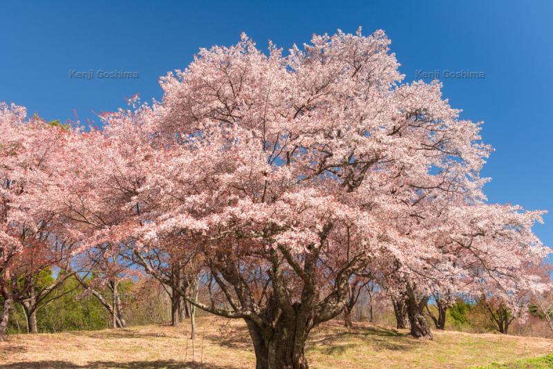 新田の大桜| 