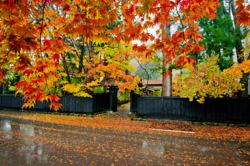 武家屋敷通り 鮮やかな秋| 
