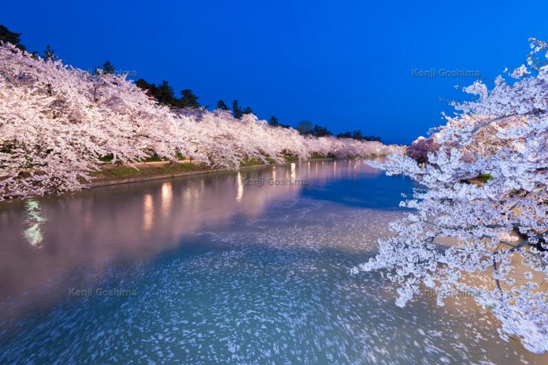 弘前公園の桜 日本の桜名所100選で堀を埋め尽くす花筏が見事 ピクスポット 絶景 風景写真 撮影スポット 撮影ガイド カメラの使い方