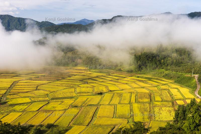 椹平の棚田 扇状の巨大棚田に最上川の川霧が流れ込む ピクスポット 絶景 風景写真 撮影スポット 撮影ガイド カメラの使い方