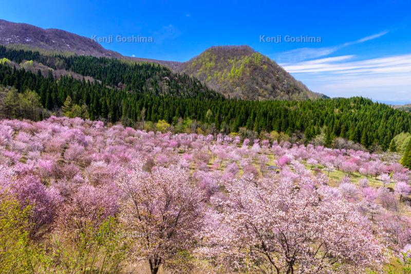 桜峠| 