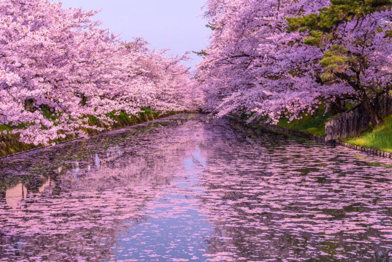 弘前公園の桜 日本の桜名所100選で堀を埋め尽くす花筏が見事 ピクスポット 絶景 風景写真 撮影スポット 撮影ガイド カメラの使い方