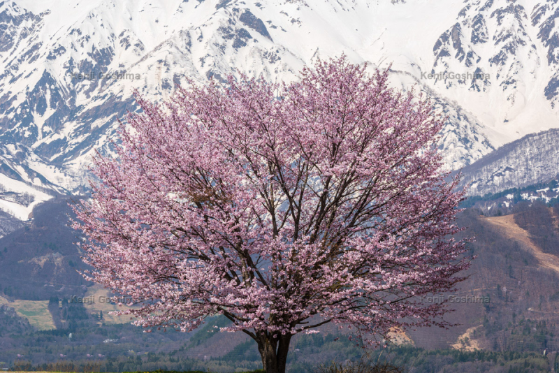 野平の桜 ピクスポット 絶景 風景写真 撮影スポット 撮影ガイド カメラの使い方