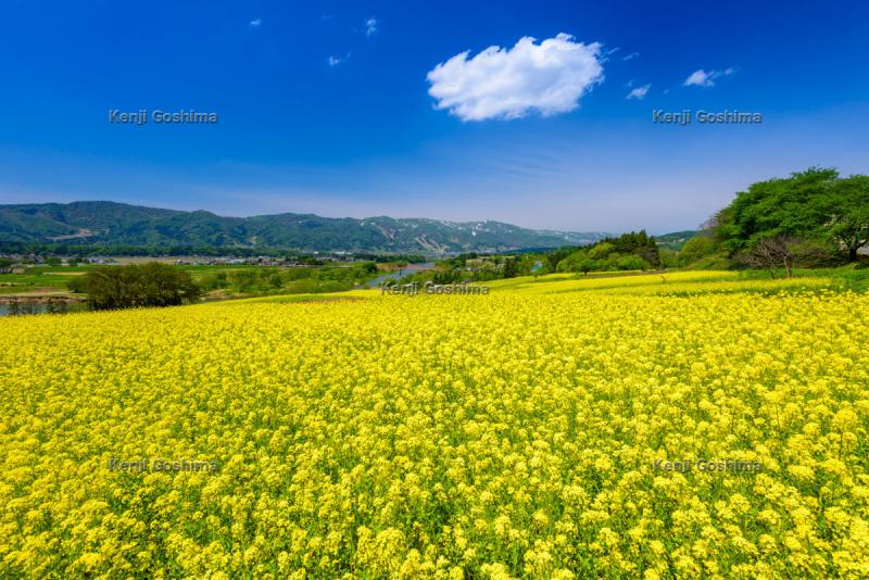 飯山市 菜の花公園 ピクスポット 絶景 風景写真 撮影スポット 撮影ガイド カメラの使い方