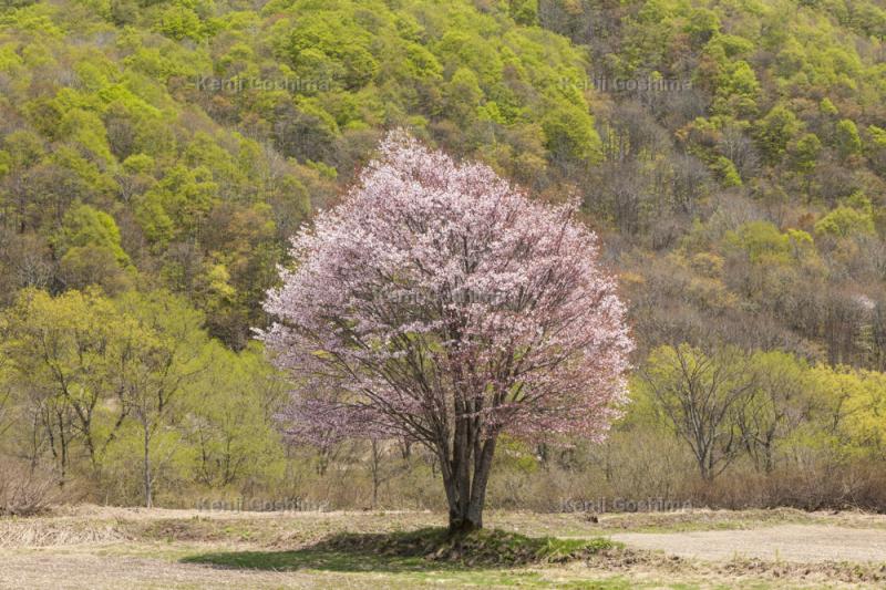 桧原の一本桜| 