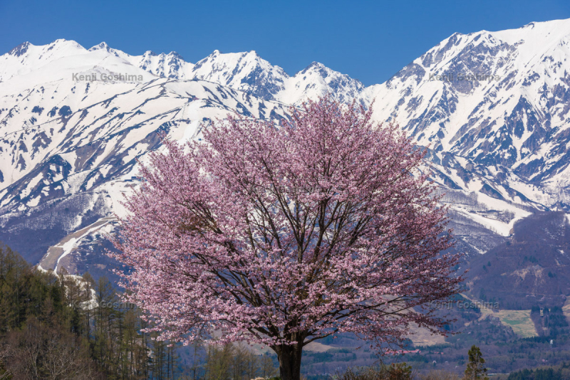 野平の桜 ピクスポット 絶景 風景写真 撮影スポット 撮影ガイド カメラの使い方