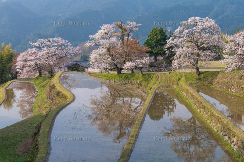 三多気の桜| 