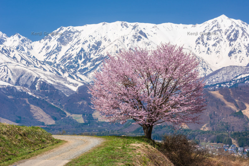 野平の桜 ピクスポット 絶景 風景写真 撮影スポット 撮影ガイド カメラの使い方