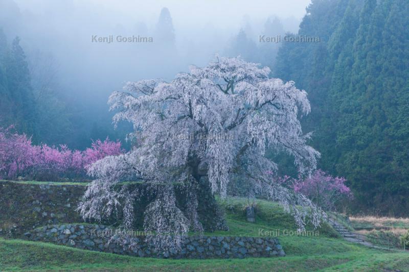 又兵衛桜| 