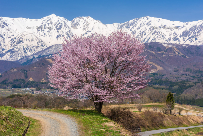 野平の桜 ピクスポット 絶景 風景写真 撮影スポット 撮影ガイド カメラの使い方