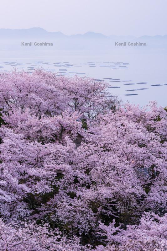 正福寺山公園 1 500本の桜と瀬戸内海のパノラマが広がる風光明媚な公園 ピクスポット 絶景 風景写真 撮影スポット 撮影ガイド カメラの使い方
