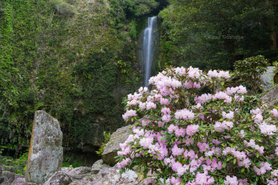 裏見の滝自然花苑 | 