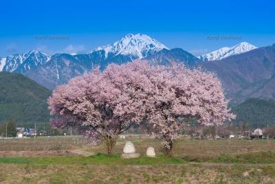 常念道祖神の桜| 