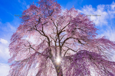 中沢の枝垂桜（山の上の枝垂桜）| 