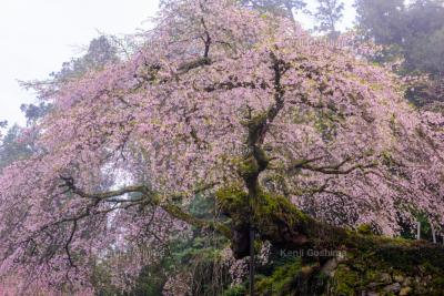 瀧蔵神社の権現桜| 