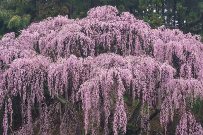  福聚の桜| 