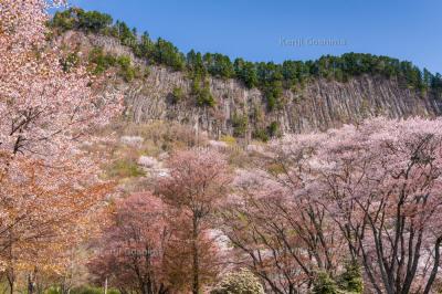 屏風岩公苑の山桜| 