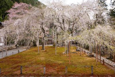 常照皇寺の桜| 