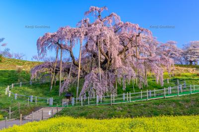 三春滝桜| 