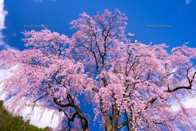 氏乗のしだれ桜| 