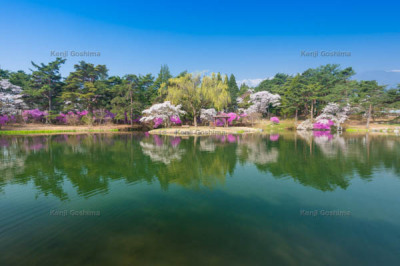 馬見塚公園のさくら| 