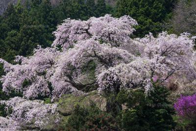 西丸尾のしだれ桜| 