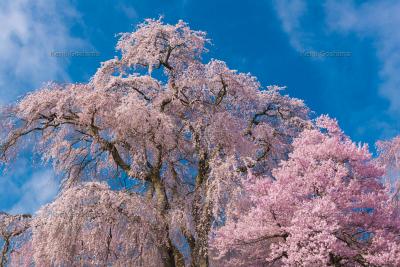 勝間薬師堂のしだれ桜| 