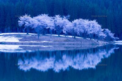 中子の桜| 