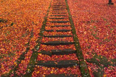 紅葉の階段| 