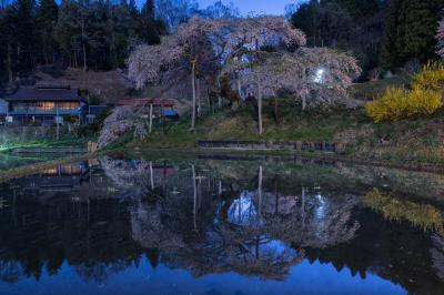 中島の地蔵桜| 